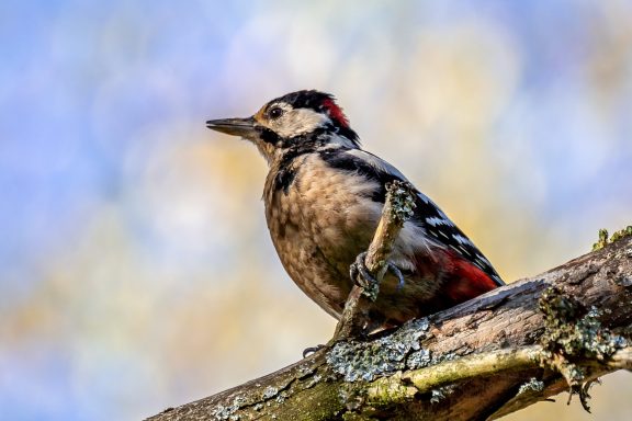 Buntspecht - Dendrocopos Major