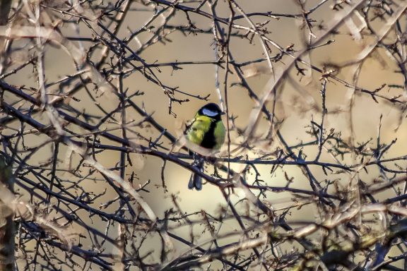 Kohlmeise - Parus Major
