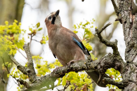 Eichelhäher - Garrulus Glandarius