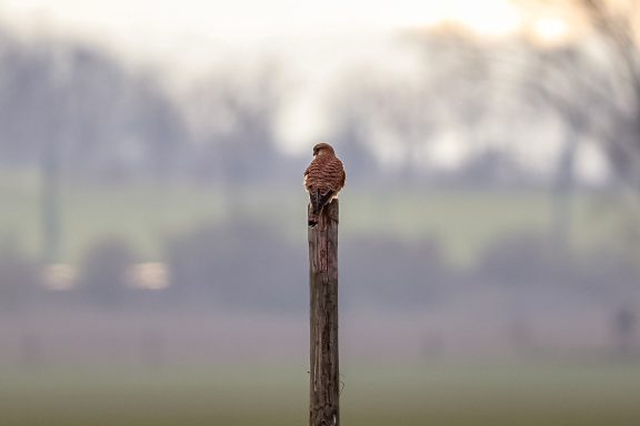 Turmfalke - Falco Tinnunculus