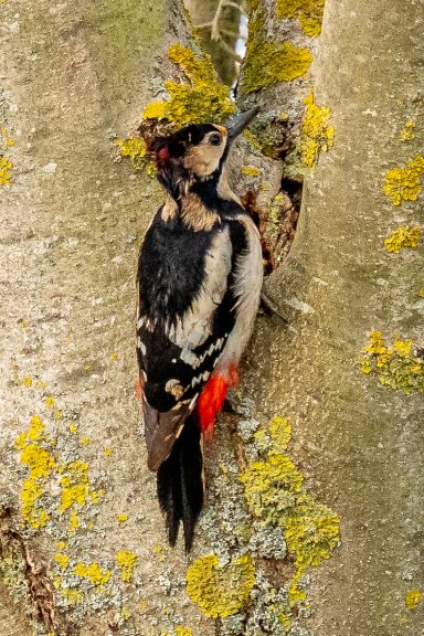 Buntspecht - Dendrocopos Major