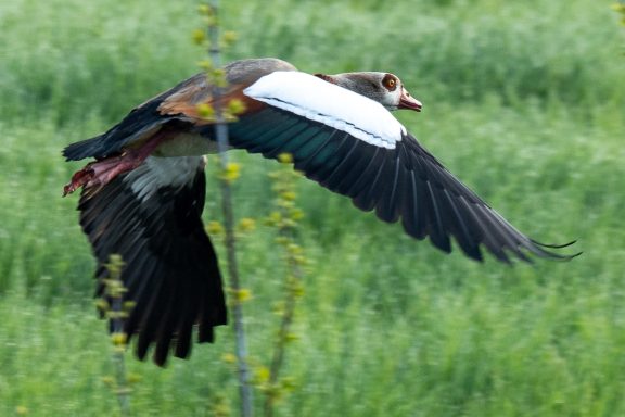 Nilgans - Alopochen Aegyptiaca