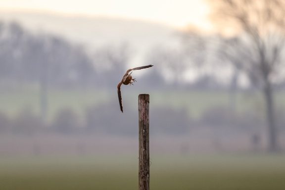 Turmfalke - Falco Tinnunculus