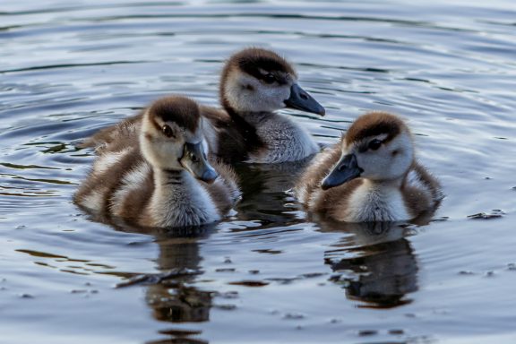 Nilgans Küken - Alopochen Aegyptiaca