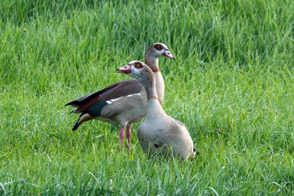 Nilgans - Alopochen Aegyptiaca