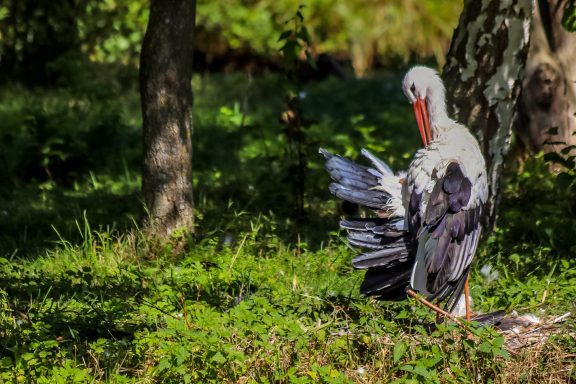 Weißstorch - Ciconia Ciconia
