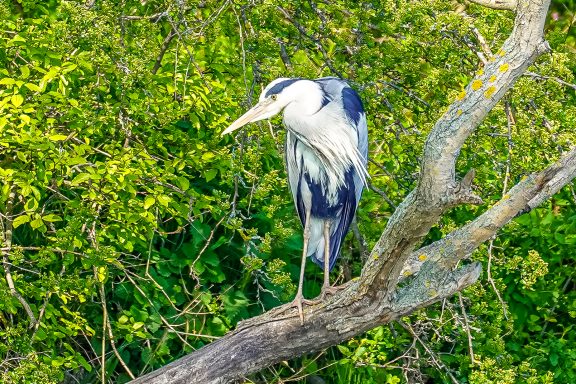 Graureiher - Ardea Cineria