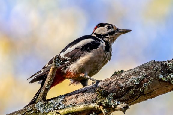 Buntspecht - Dendrocopos Major