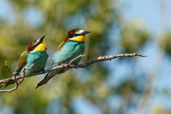 Bienenfresser - Merops Apiaster Bienenfresser