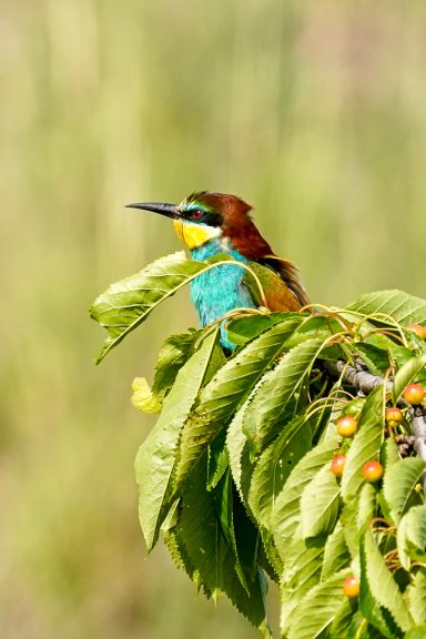 Bienenfresser - Merops Apiaster