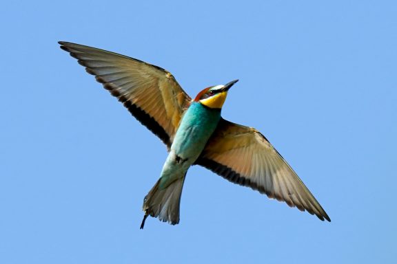 Bienenfresser - Merops Apiaster Bienenfresser