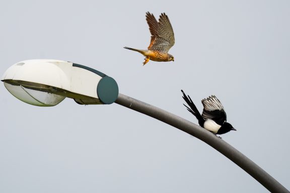Turmfalke - Falco Tinnunculus & Elster - Pica Pica