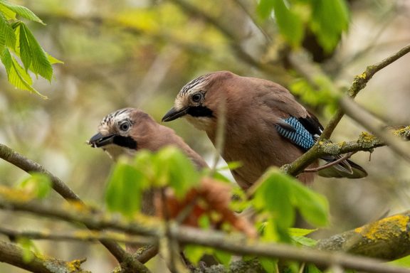 Eichelhäher - Garrulus Glandarius