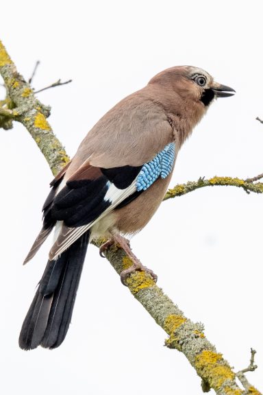Eichelhäher - Garrulus Glandarius