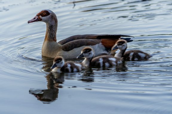 Nilgans - Alopochen Aegyptiaca
